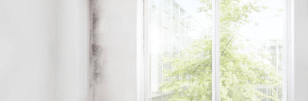 Best Comprehensive Air Testing for Mold Contaminants  in Bloomfield, IA