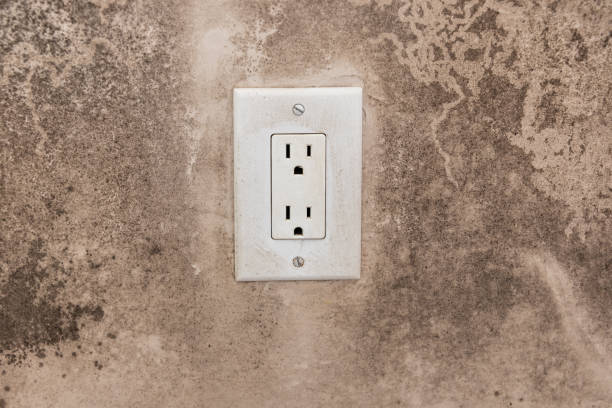 Trusted Bloomfield, IA Mold Removal Experts